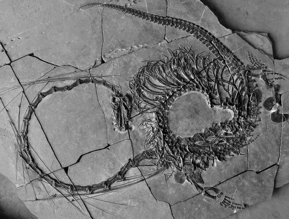 Fossil Dragon